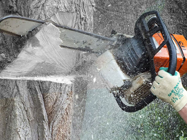 Tree Removal Epping